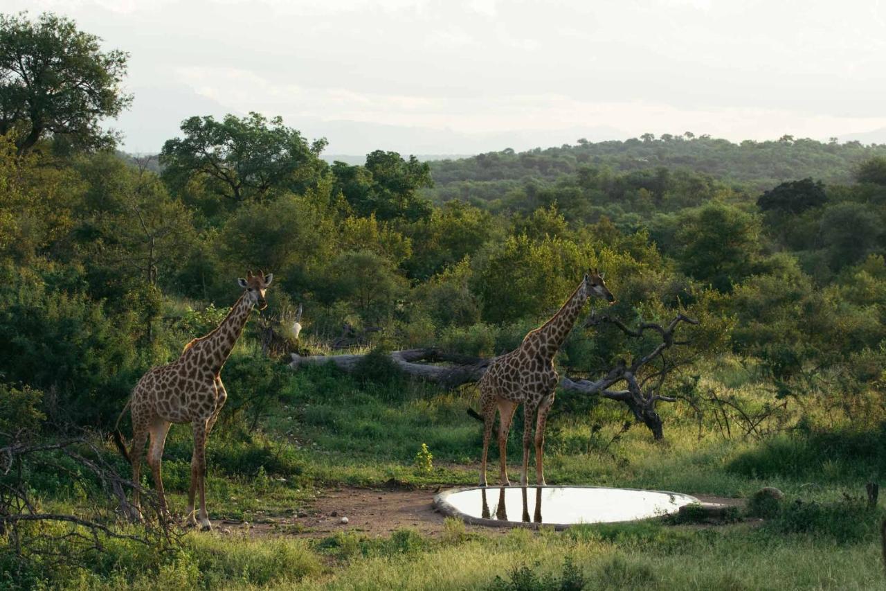 Villa Isambane Camp Balule Game Reserve Esterno foto