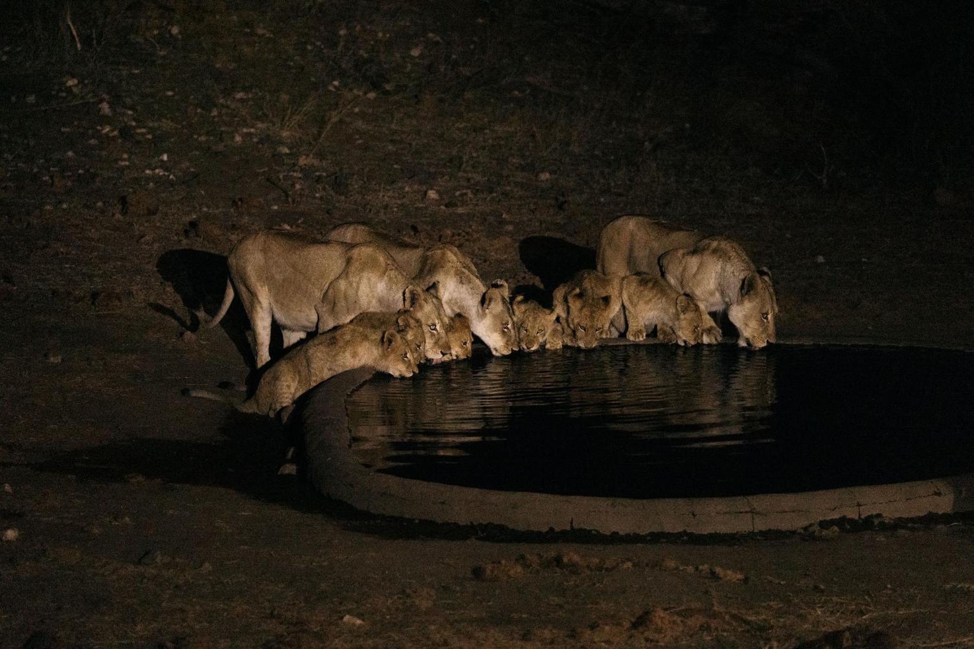 Villa Isambane Camp Balule Game Reserve Esterno foto