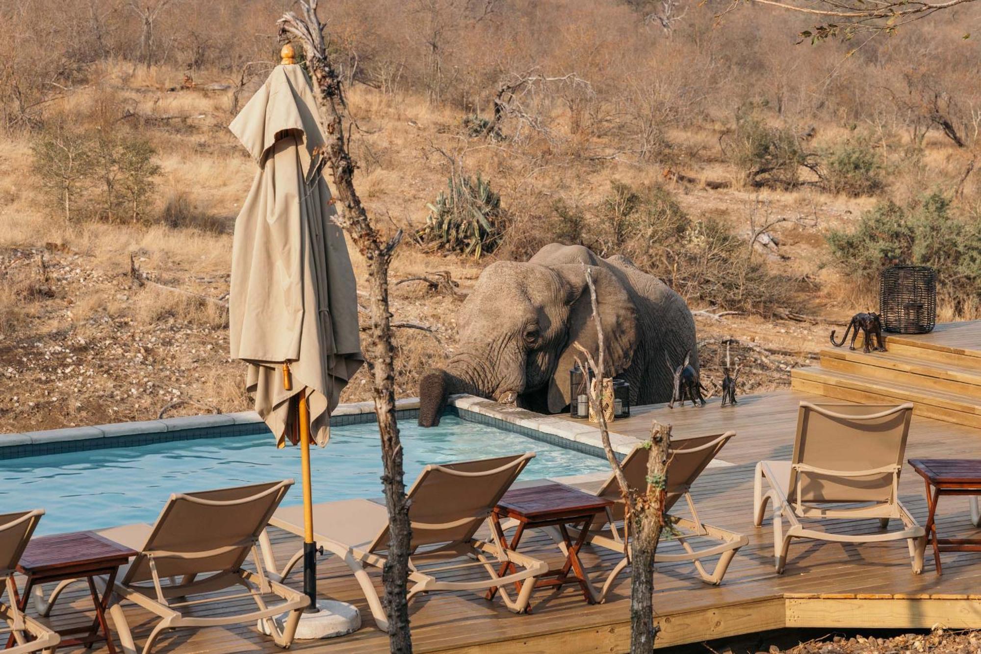 Villa Isambane Camp Balule Game Reserve Esterno foto